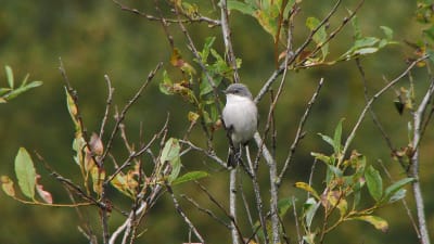 Hernekerttu istuu pajunoksalla, alkavaa ruskaa.