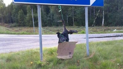 En skarv är upphängd i ett trafikmärke i Malax.