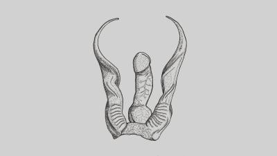 Illustration av en kuk och abstrakta ben.