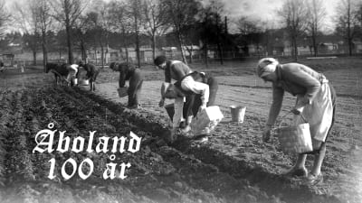Personer står nerböjda över potatisodling i Kuppisparken i Åbo år 1938.
