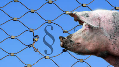 Bildcollage av en gris som skeptiskt snusar på en lagparagraf.