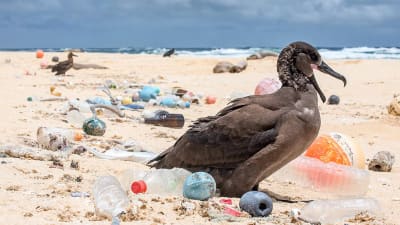 En fågel på en strand med mycket plastskräp. 
