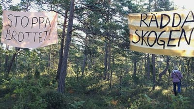 Banderoller med texten "Stoppa brottet" och Rädda skogen" är upphängda i en skog.