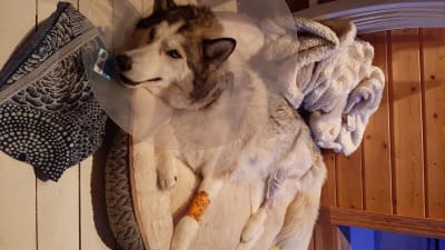 En skadad hund med en tratt runt huvudet ligger på en bädd. 