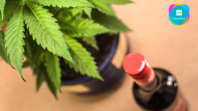 En cannabisplanta och en flaska fin fotade uppifrån.