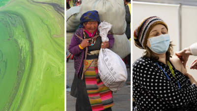 Bildmontage med en bild på cyanobakterier, en kvinna som tillhör en tibetiansk folkgrupp i Kina och en kvinna som blir vaccinerad.