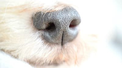 En hunds nos
