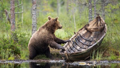 En björn som håller i en gammal roddbåt i trä, vid ett vattenbryn i en grön skog. Bilden är vinnare i kategorin Naturen och människan i tävlingen Årets naturbild 2016.