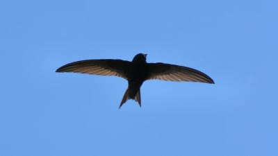 En flygande tornseglare