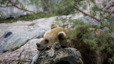 En brunbjörn på Högholmen