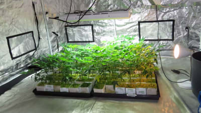 Polisen upptäckte cannabisodling i Kotka.