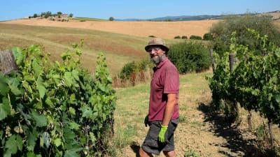 En anställd på vingården Paradiso Di Frassina i Toscana, Italien.