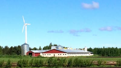 Det 30 meter höga vindkraftverket förser Dan Norrgårds svingård med ström.