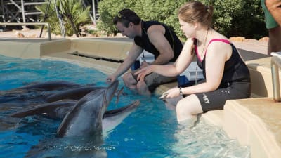 Delfinerna utfodras i Attica Park