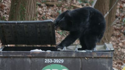 Björn som letar efter sopor vid en soptunna.