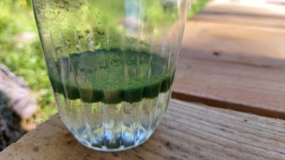 Ett vattenglas med gröna cyanobakterier som flutit upp till ytan.