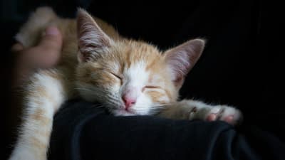 Katt som sover i en famn.
