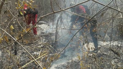 Brandmän kämpar mot en skogsbrand i Amazonas i östra Bolivia