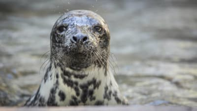 En sälkut med vattendroppar i morrhåren.