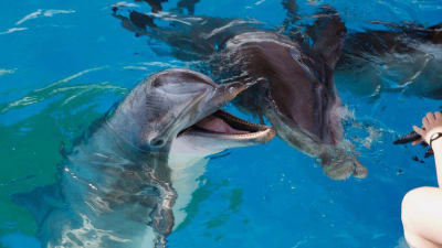 Delfinerna får Särkänniemi i sin nya omgivning