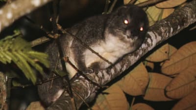 En träddasse på en trädgren som fotats med blixt i mörkret så att djurets ögon blivit röda.