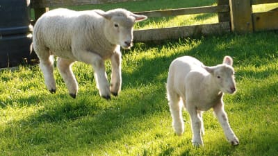 Två lamm som skuttar i gräset.