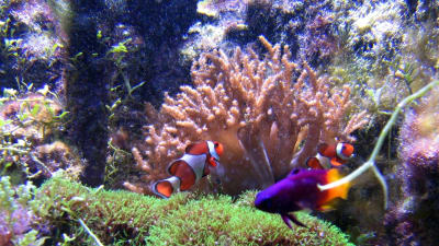 Korallreven är känsliga miljöer. Bild: YLE/Mika Kanerva