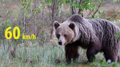 Björnen springer 60km/h