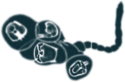 Illustration av Ika Österblad.