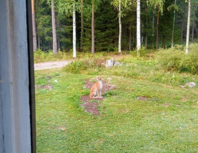 Ilves istuu metsänviereisen pihan nurmikolla, kuvattu ikkunasta.