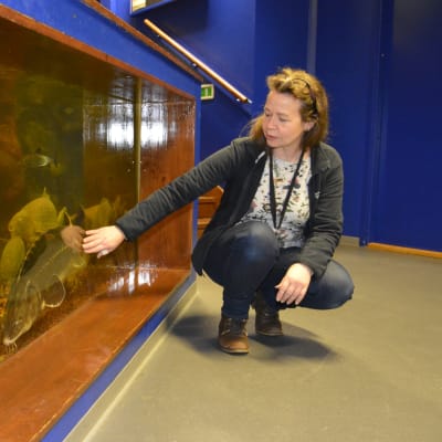 Maretariumin toimitusjohtaja Sari Saukkonen katsoo akvaariossa olevia kaloja.