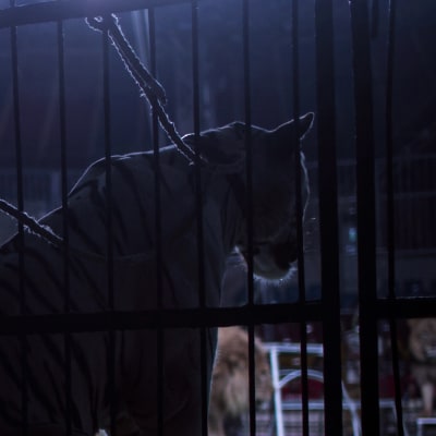Tiger i en cirkusbur under en show i Kairo