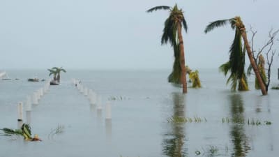 Palmer står i vatten på översvämmad strand på Bahamas.
