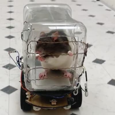 En råtta i en plastburk ovanpå ett litet hjulförsett motorfordon. Råttan lär sig att köra bil i utbyte mot möjligheten att nå fram till frukostflingor.