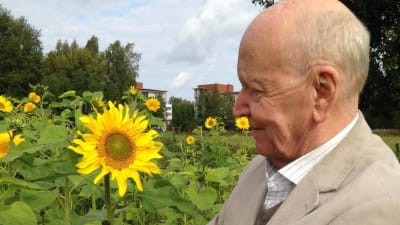 Lars Bergquist mitt bland solrosorna i Åbo. Foto/Carina Nynäs.