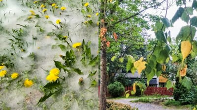 Bildcollage på asp- och björkfrön.