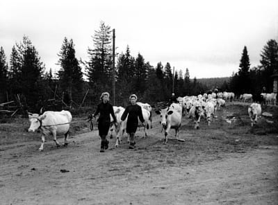 Evakuering, kvinnor för kor över till Sverige, Lapplandskriget