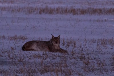 ilves hangella