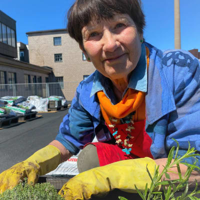 Angela Oker-Blom sitter vid på Kabelfabrikens tak bland sina odlingar. 