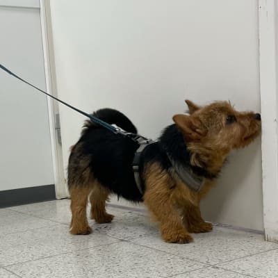 Pieni koira nuuskii ovea eläinlääkärin vastaanotolla.