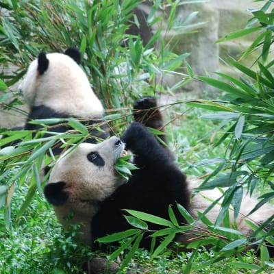 Pandor i en bambuskog