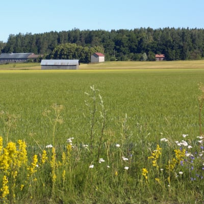 Bild: Yle/Seppo Sarkkinen