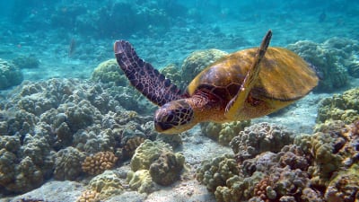 En havssköldpadda som simmar i havet.
