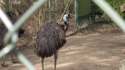 Två stycken emu-fåglar i en inhängnad. 