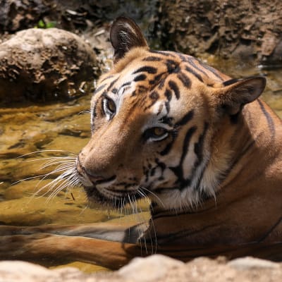 Bengalintiikeri viilentyi intialaisessa eläintarhassa helteen aikaan. Kuvassa ei ole saman lajitoverin edustaja, joka saa käpäläproteesin.