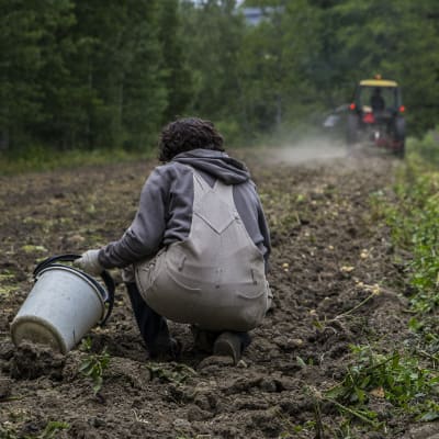 En person sitter på huk i potatislandet och en traktor kör längre bort.