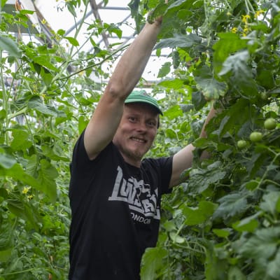 Lassilan tilan isäntä, viljelijä Jukka Lassila laskee alas tomaatintaimia kasvihuoneessa.