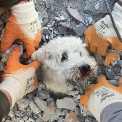 Fyra händer gräver fra en vit terrier. Intill hunden, som ser pigg ut men har blodig nos, sticker armeringsjärn upp.