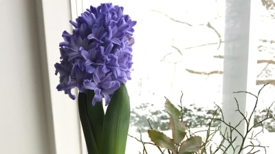 Ett blomsterarrangemang med en hyacint, lingonris och blåbärsris i en kruka. Krukan står i ett fönsterbräde.