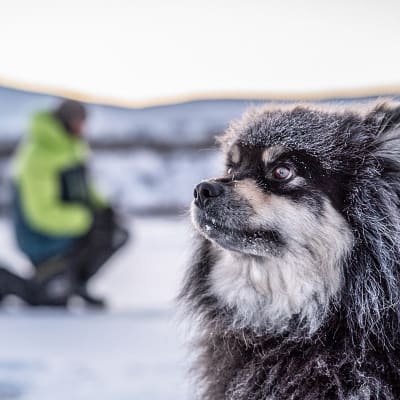 Äijä koira, Eränkävijät, Kilpisjärvi